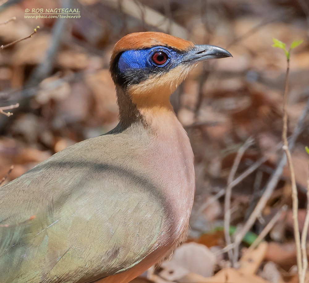 Red-capped Coua (Red-capped) - ML622864427