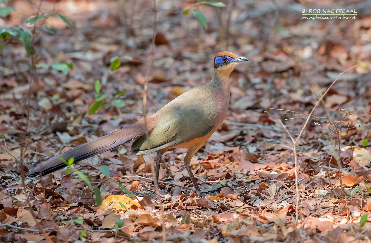 Red-capped Coua (Red-capped) - ML622864428