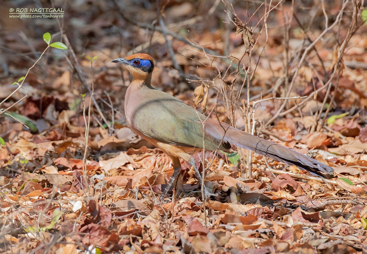 Red-capped Coua (Red-capped) - ML622864429