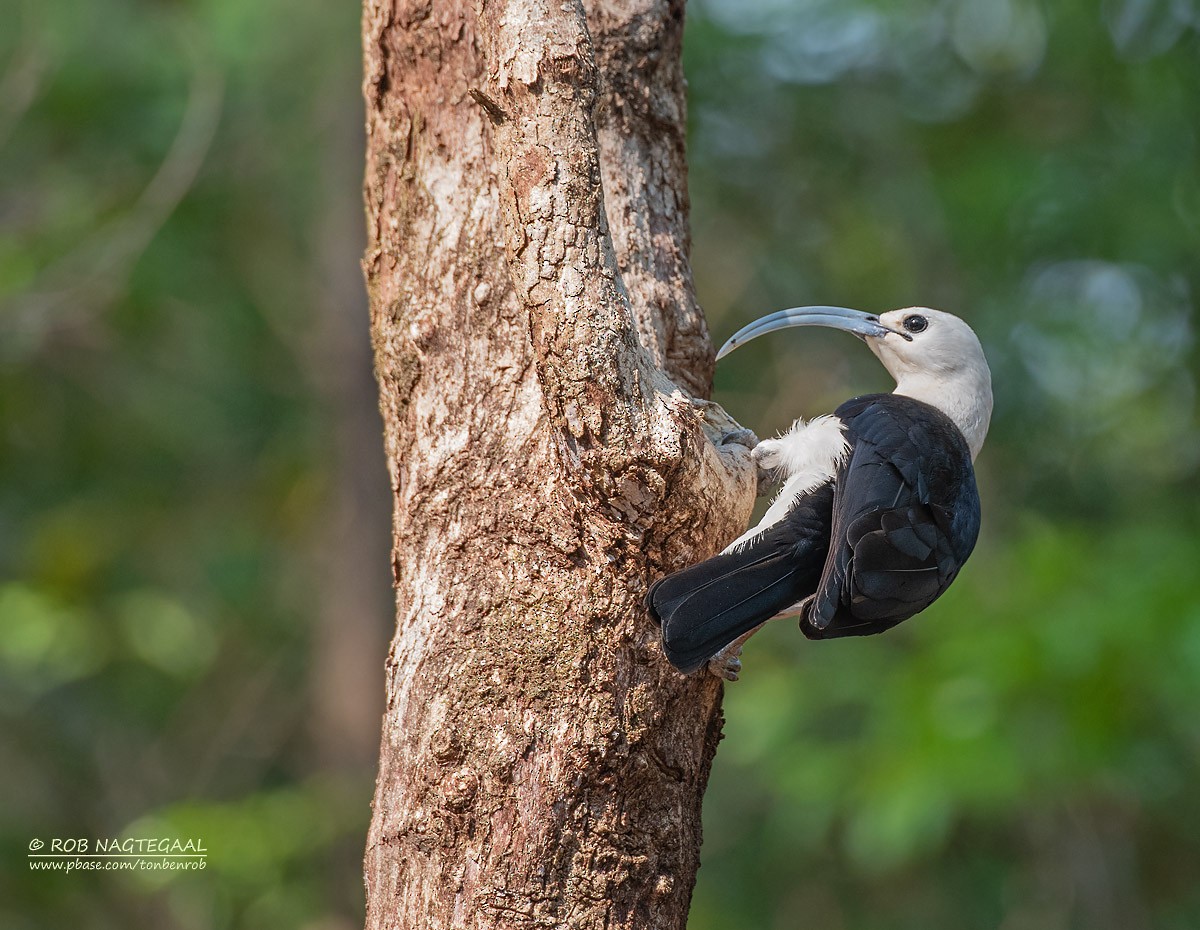 Sickle-billed Vanga - ML622864438