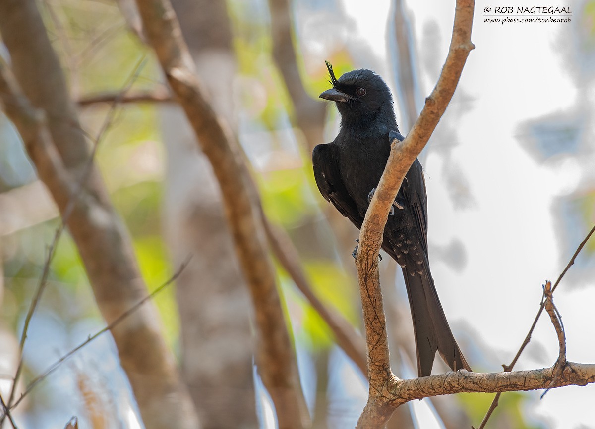 Drongo Malgache (forficatus) - ML622864445