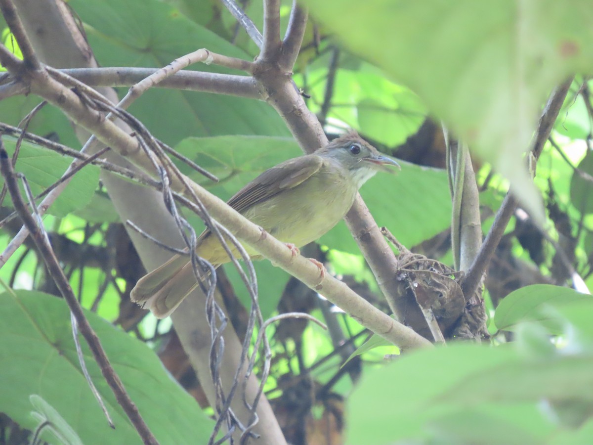 Gray-cheeked Bulbul - ML622864481