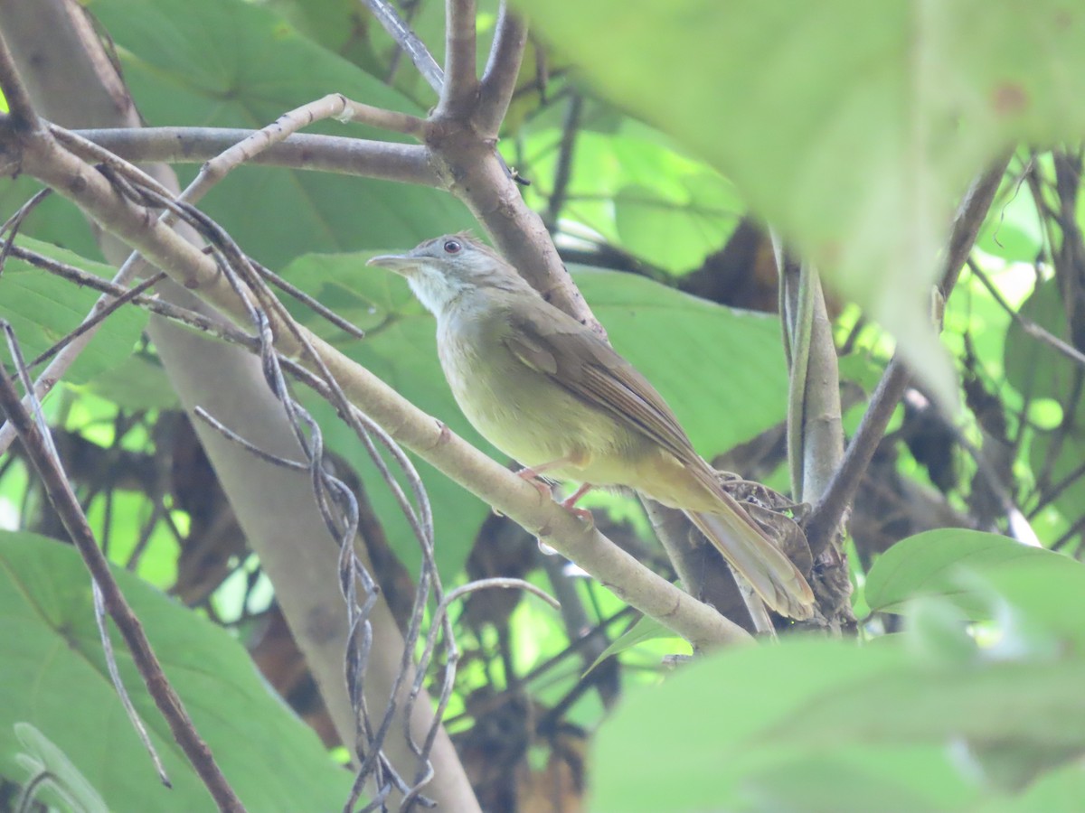 Gray-cheeked Bulbul - ML622864482