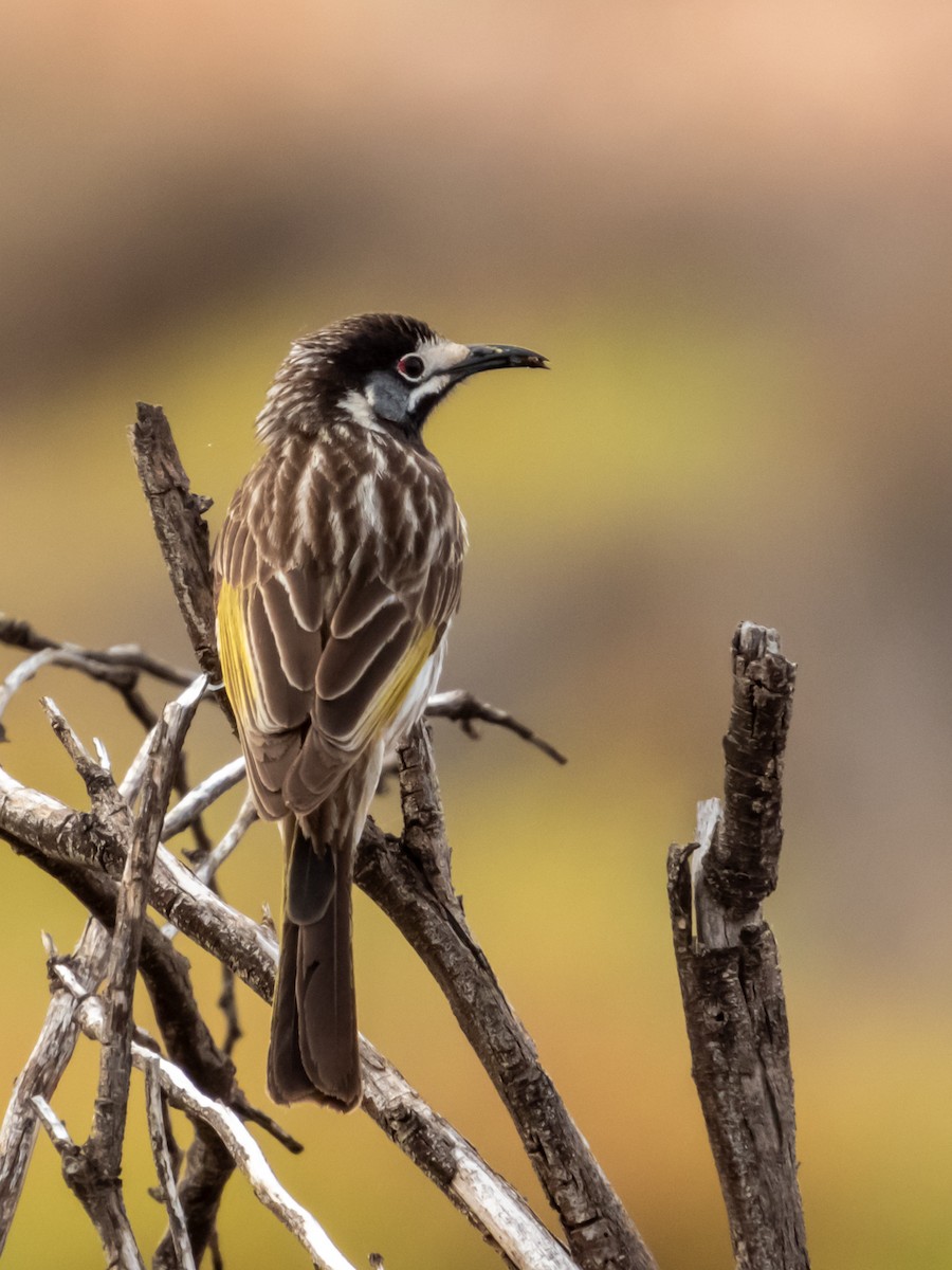 White-fronted Honeyeater - ML622864503