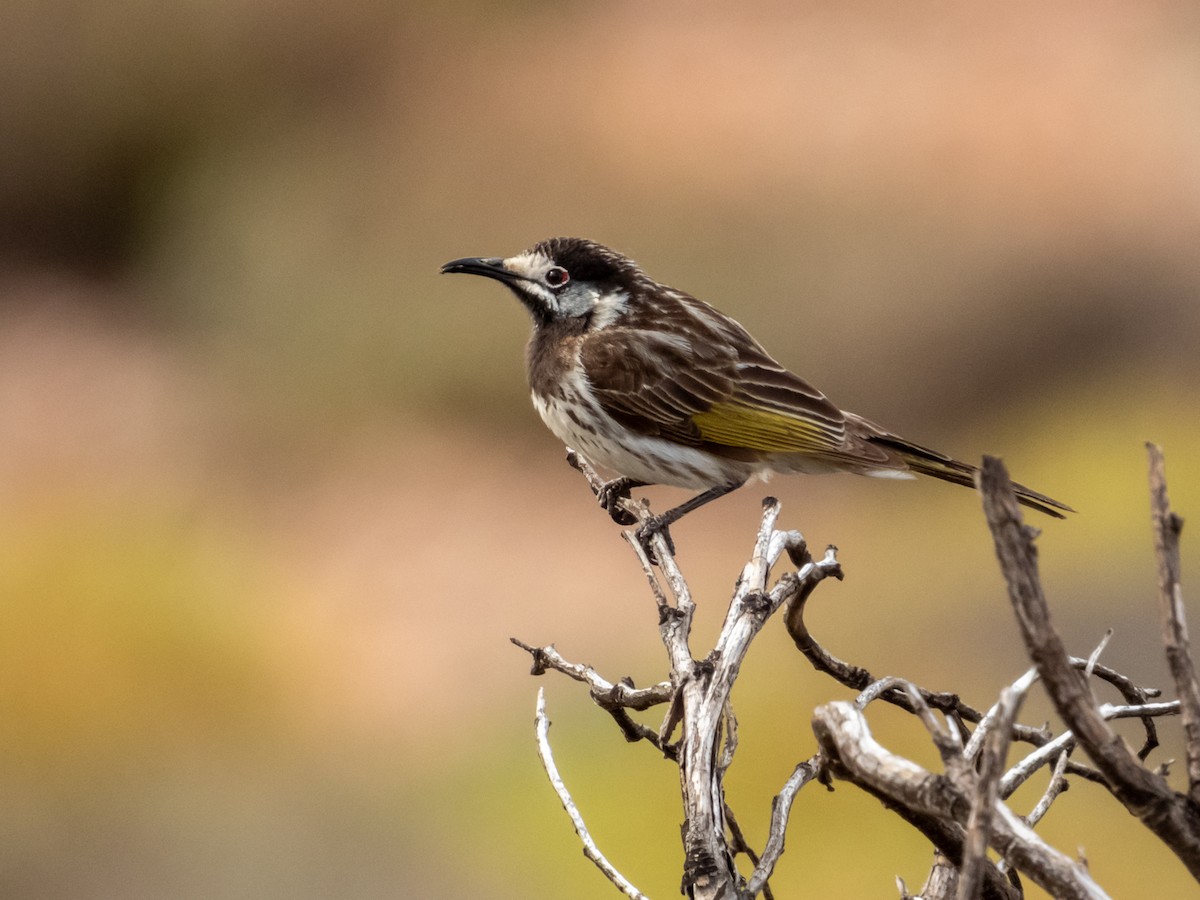 White-fronted Honeyeater - ML622864504