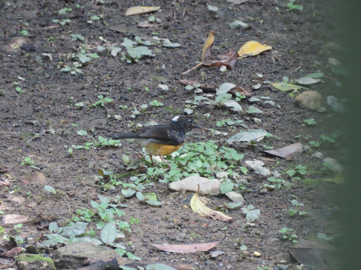 White-crowned Shama - ML622864505