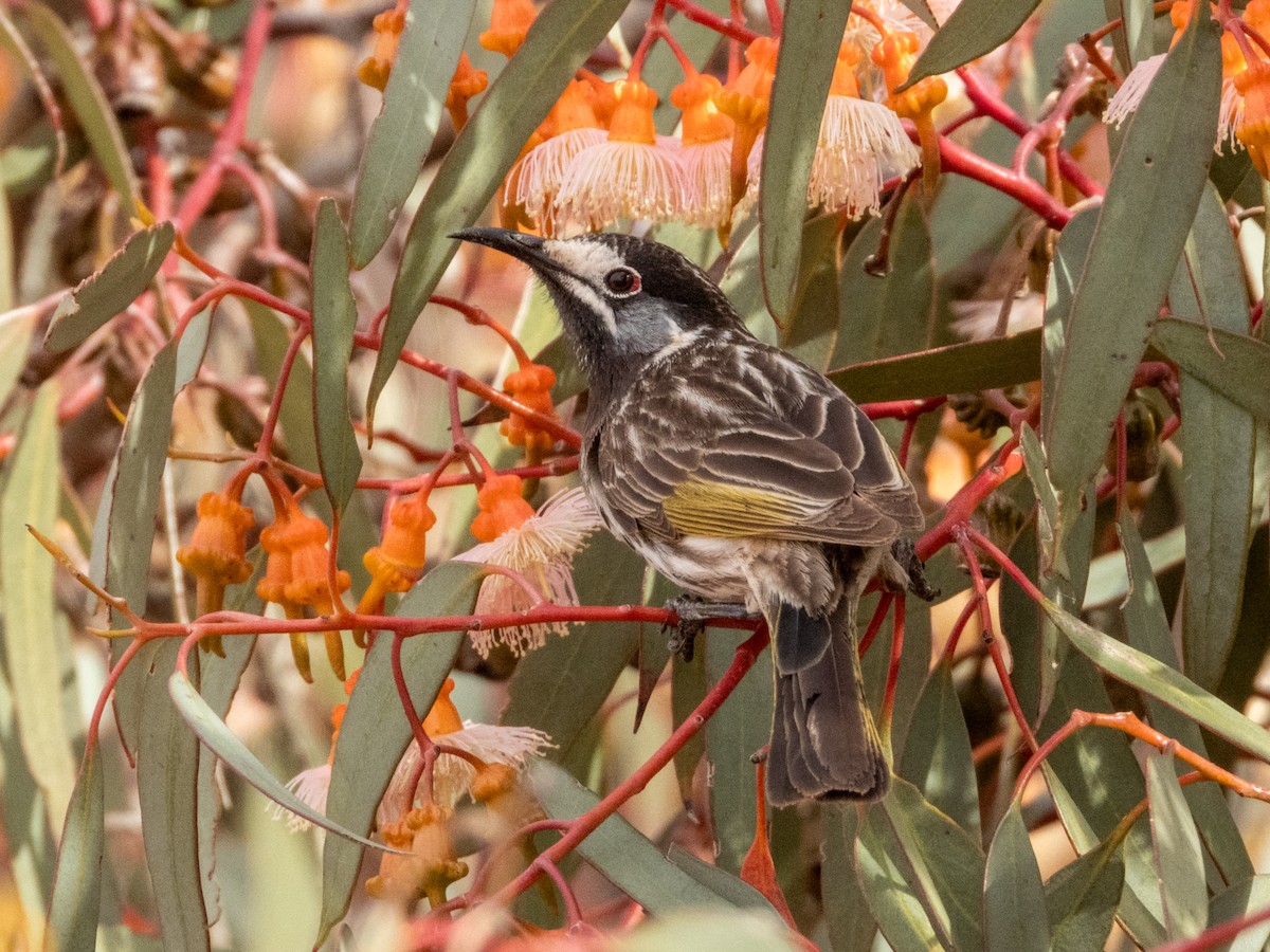 White-fronted Honeyeater - ML622864506