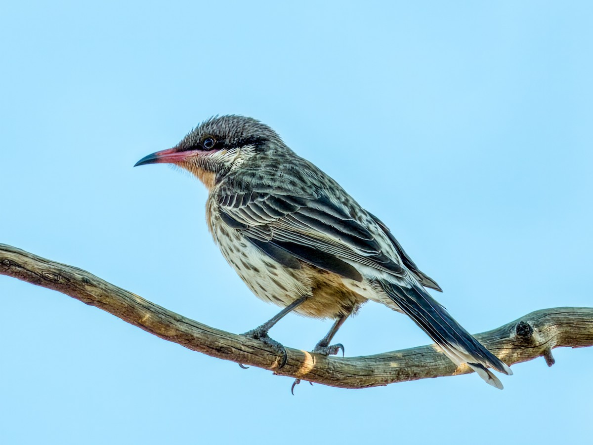 Spiny-cheeked Honeyeater - ML622864508