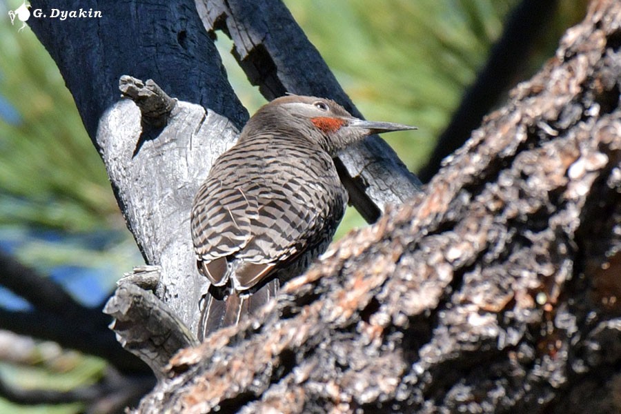 Northern Flicker - ML622864515