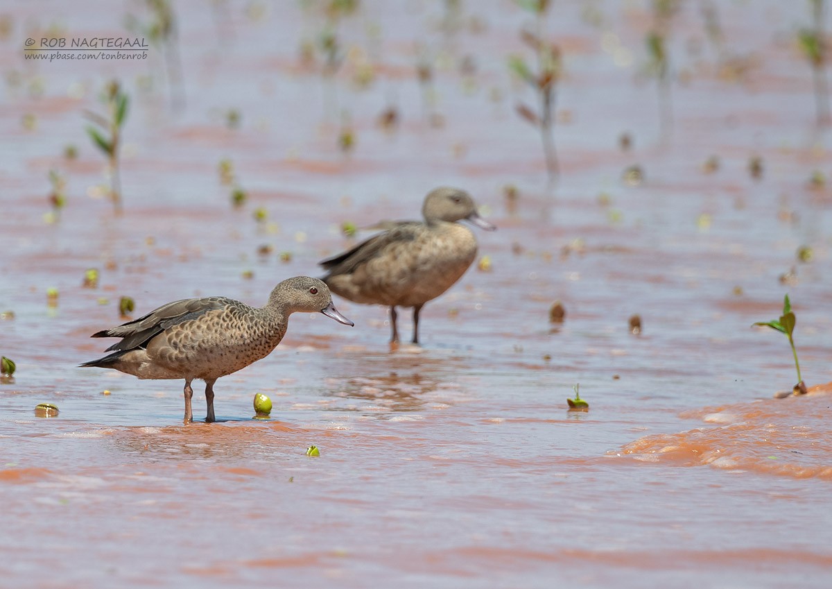 Bernier's Teal - ML622864536