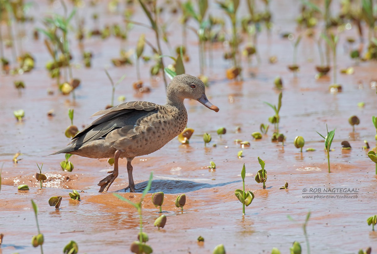 Bernier's Teal - ML622864537