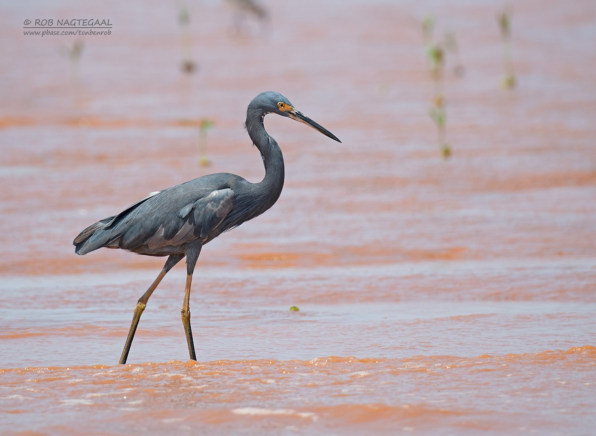 Little Egret (Dimorphic) - ML622864541