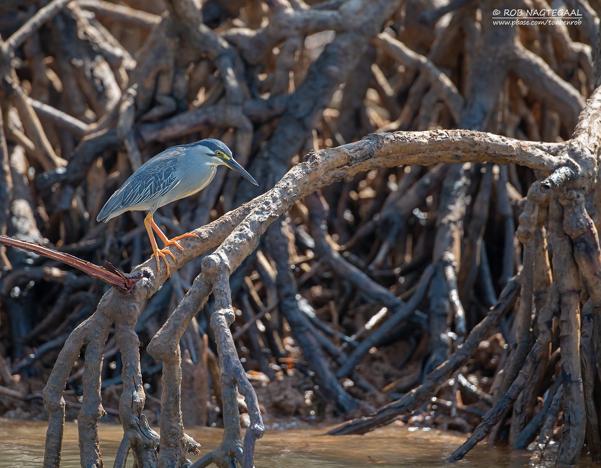Striated Heron - ML622864542