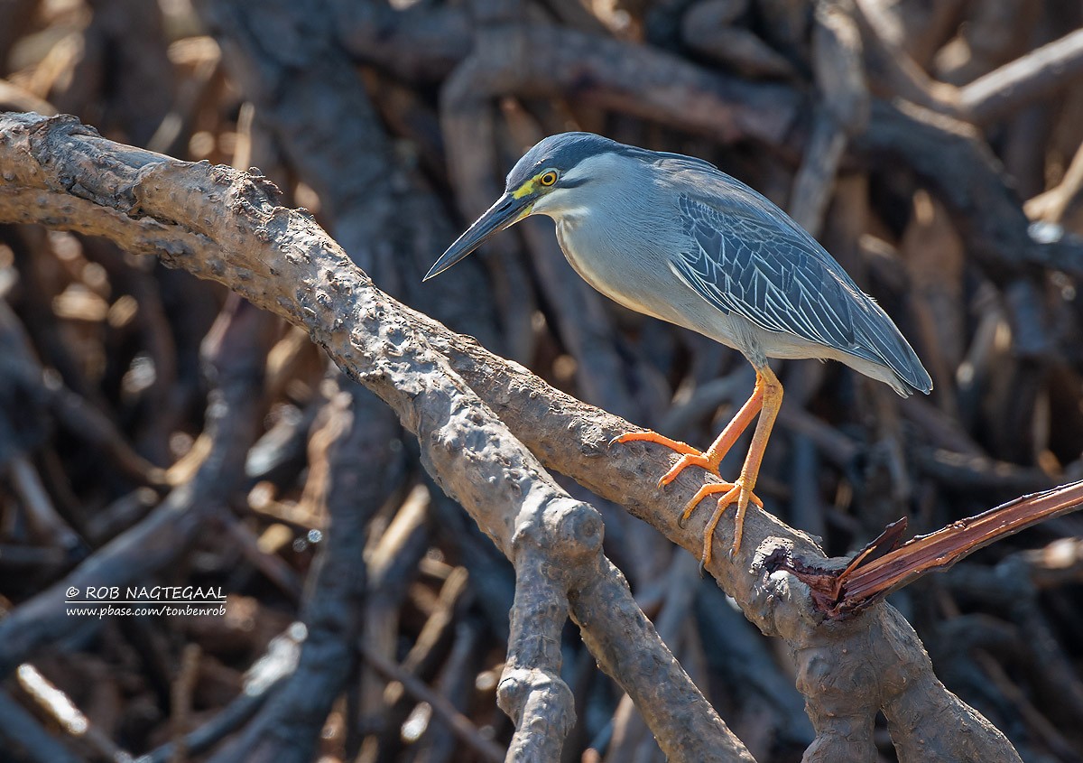 Striated Heron - ML622864543