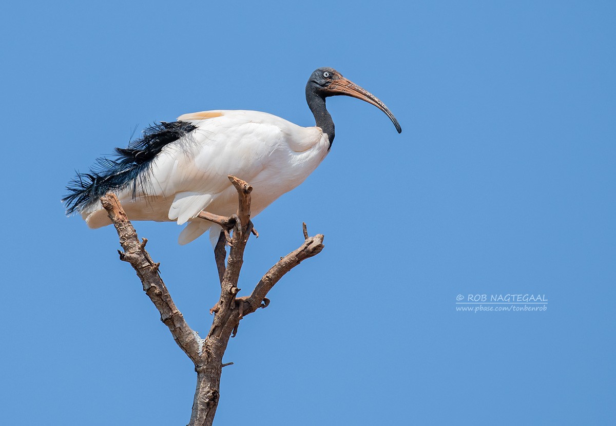 Malagasy Sacred Ibis - ML622864547