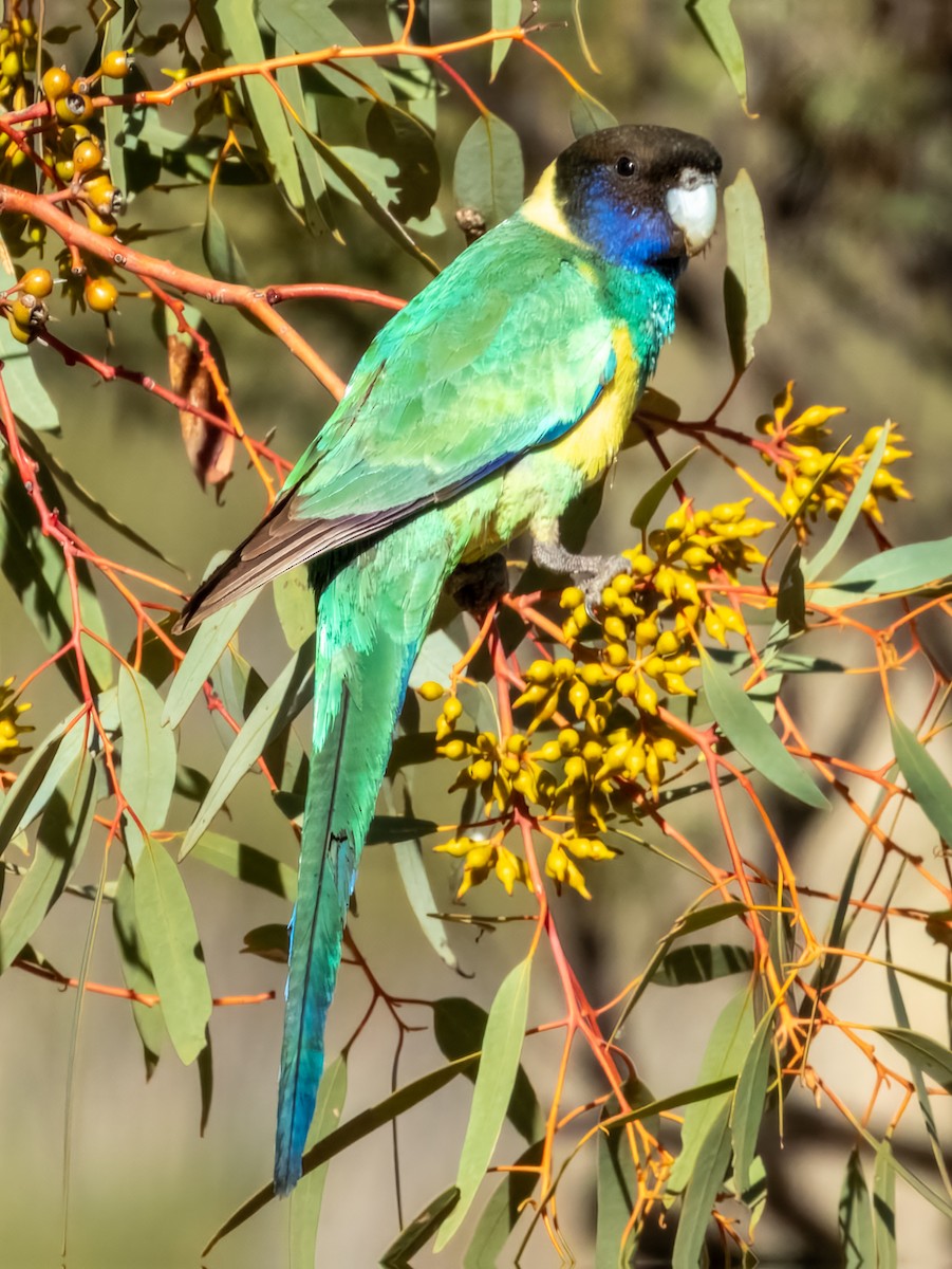 Australian Ringneck (Port Lincoln) - Imogen Warren