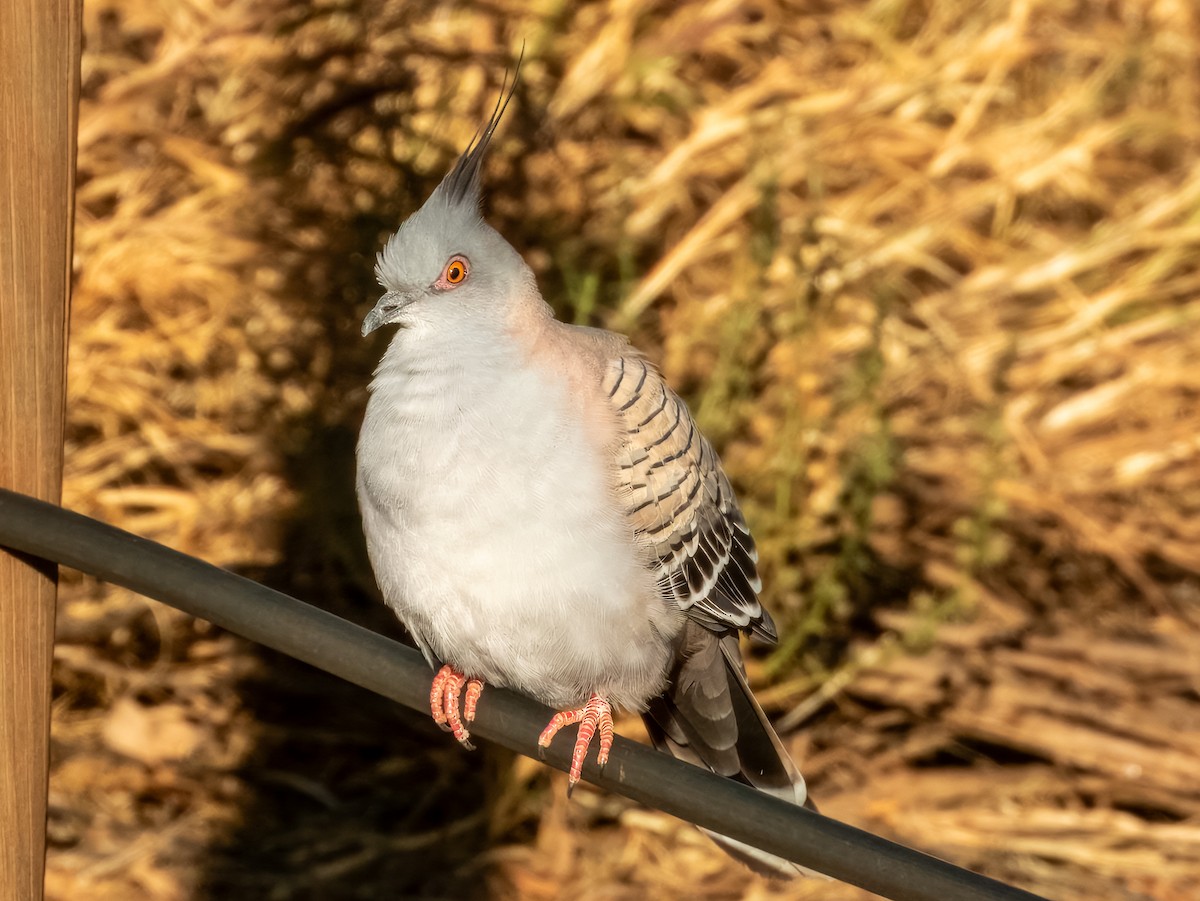 Crested Pigeon - ML622864597