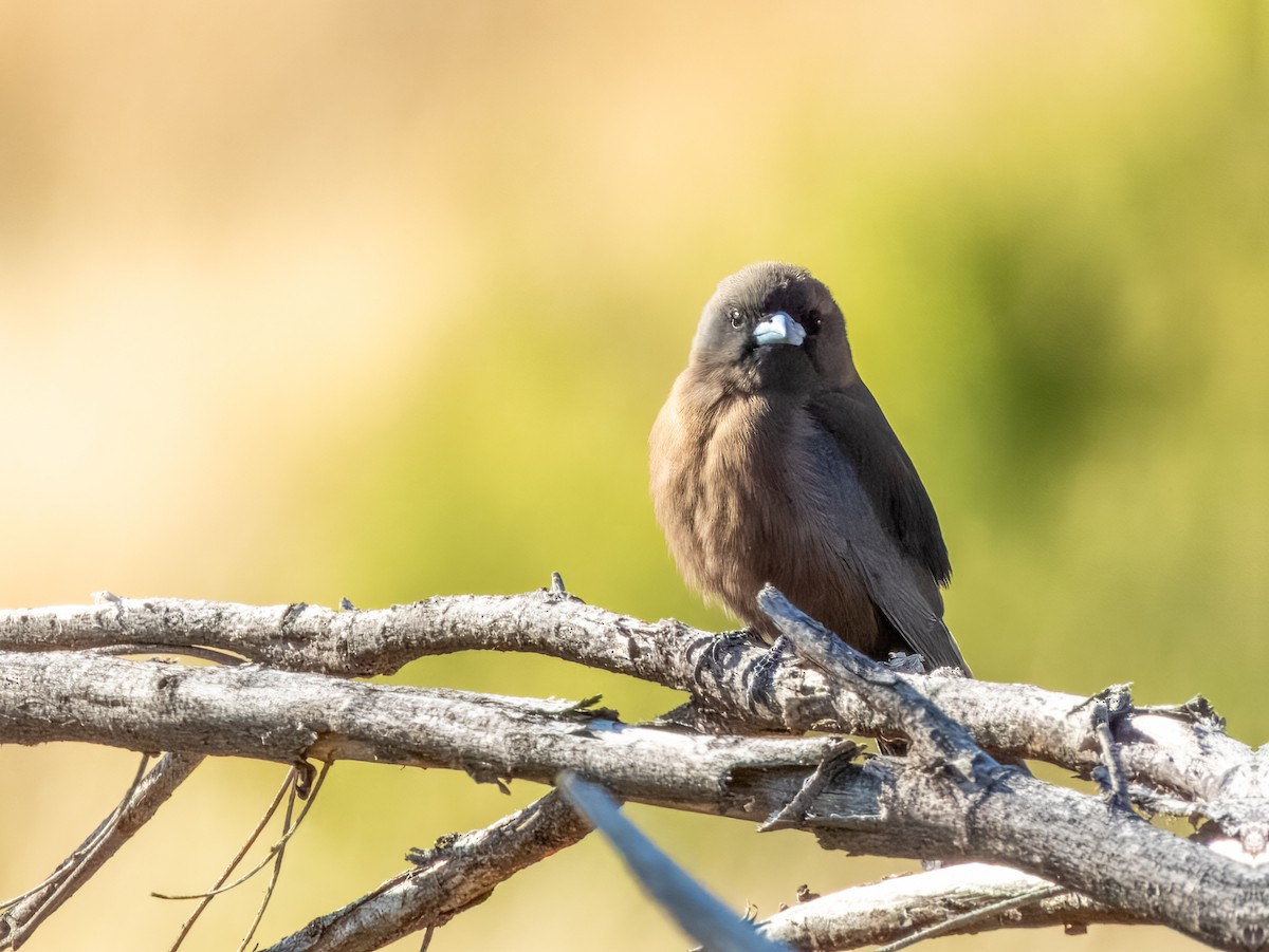 Little Woodswallow - ML622864599