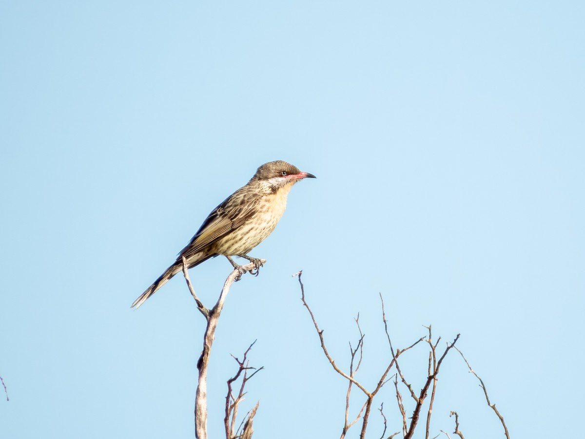 Singing Honeyeater - ML622864600