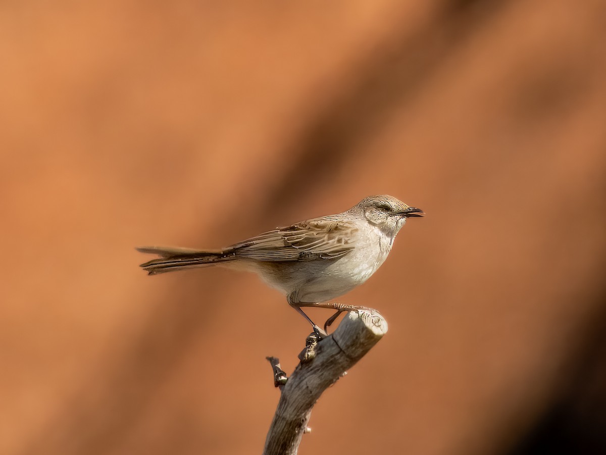 Rufous Songlark - ML622864602