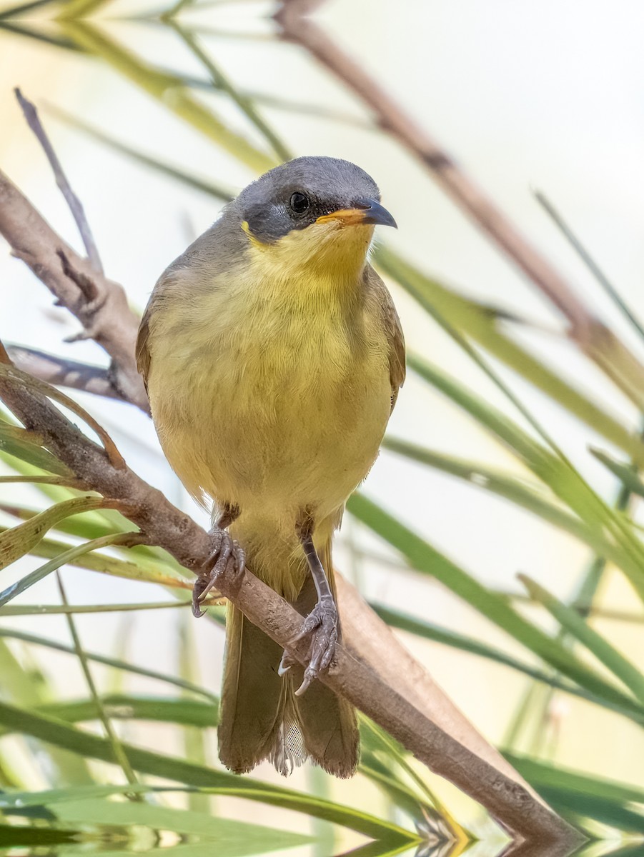 Gray-headed Honeyeater - ML622864603