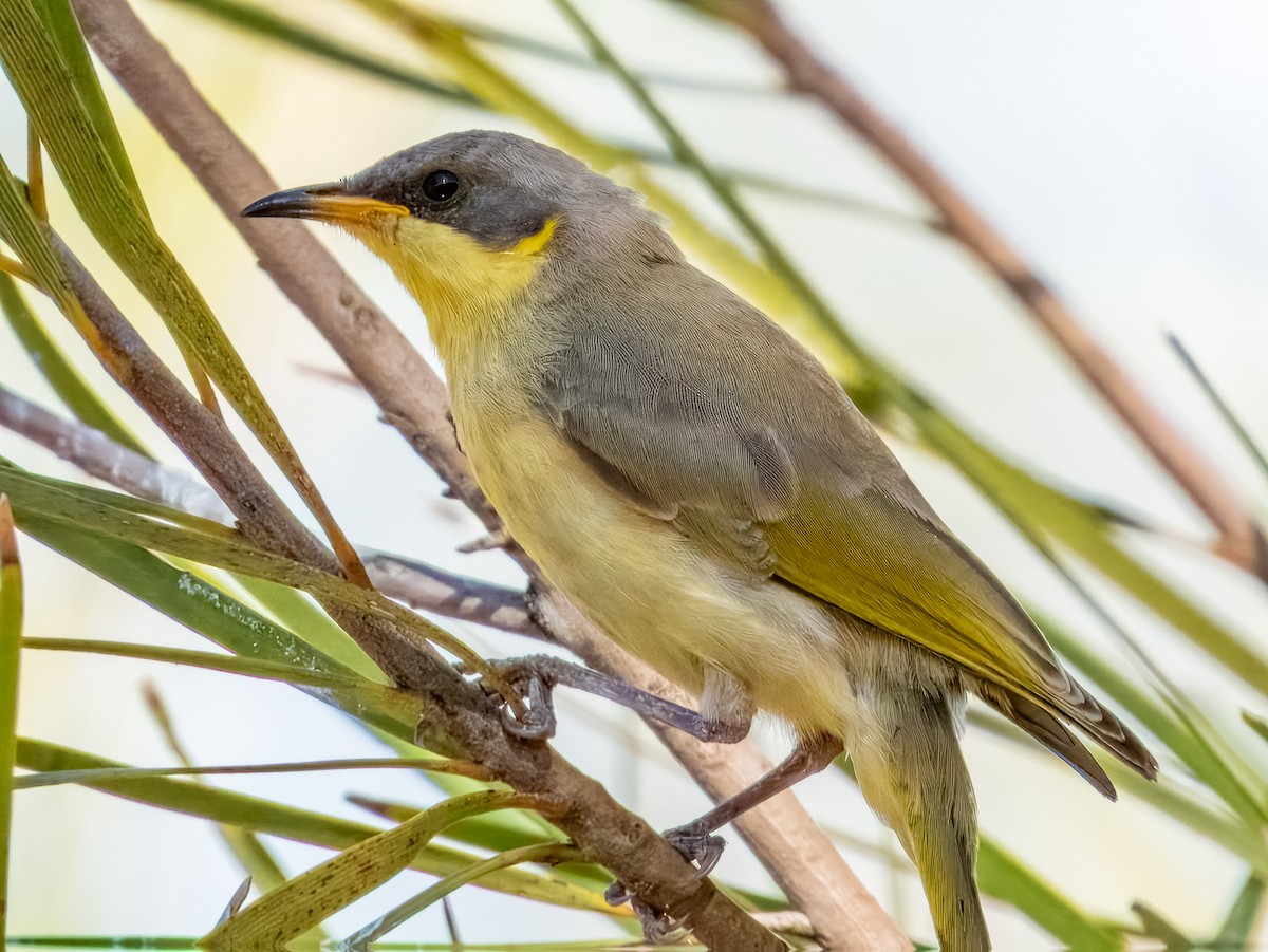 Gray-headed Honeyeater - Imogen Warren