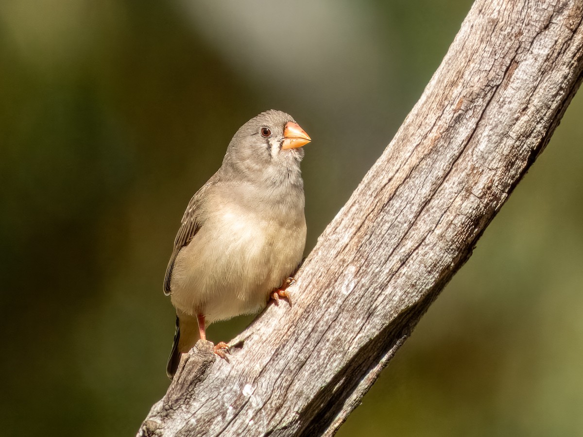 Zebra Finch - ML622864606