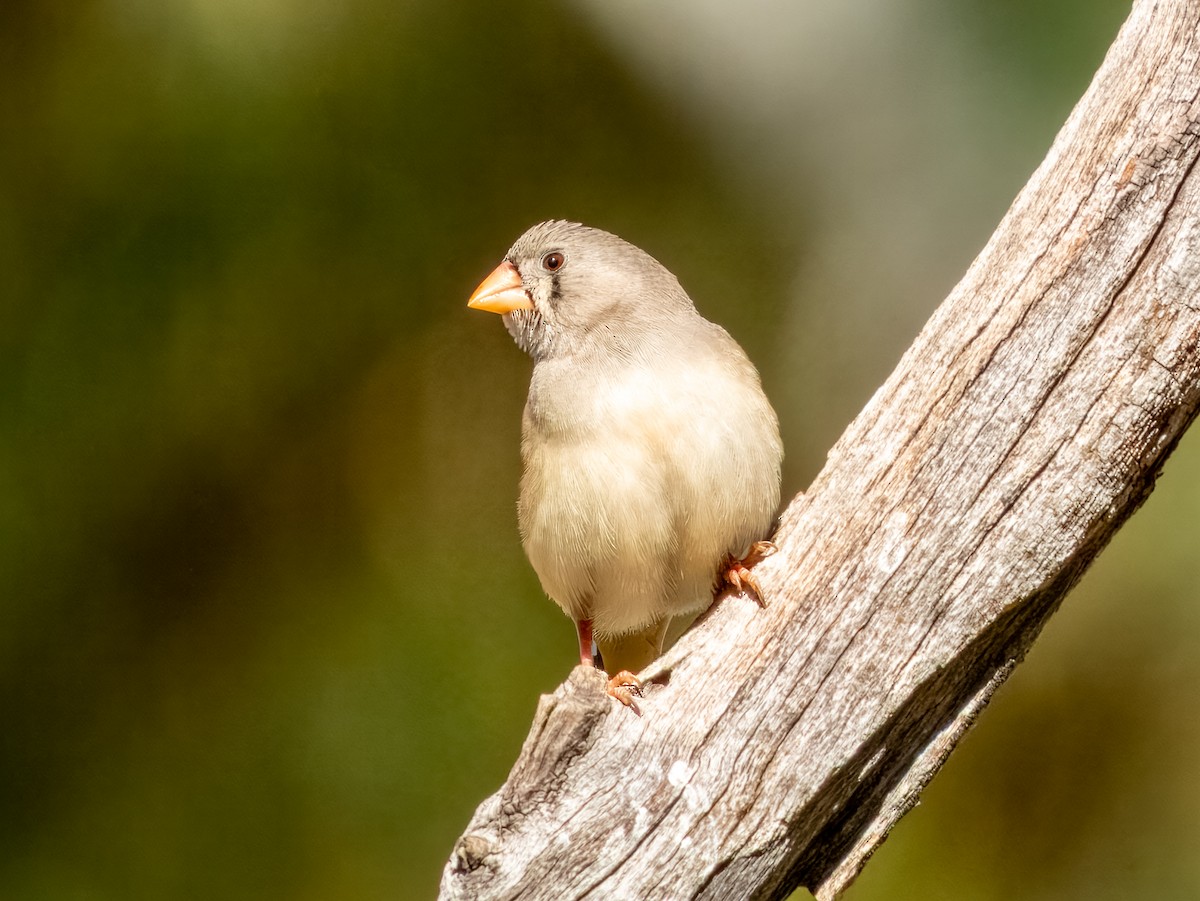 Zebra Finch - ML622864607