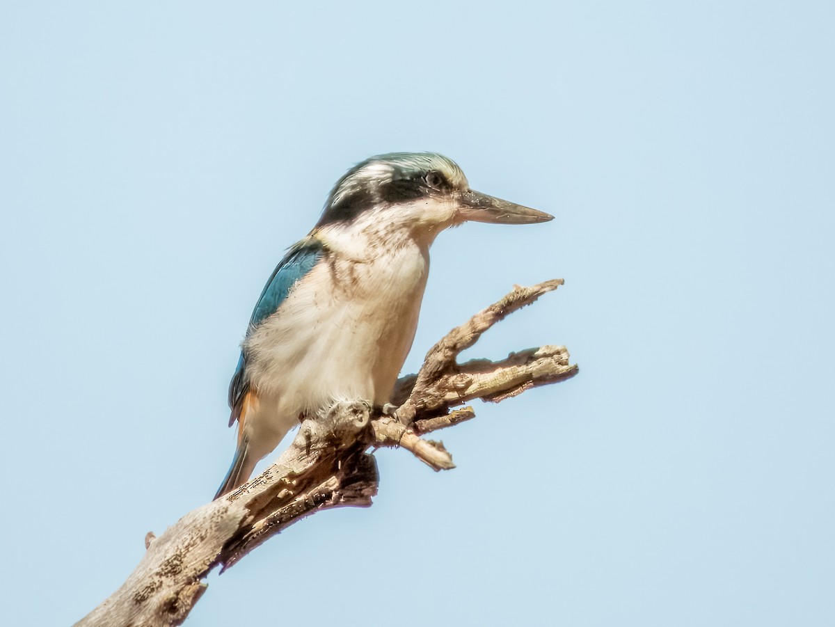 Red-backed Kingfisher - ML622864610