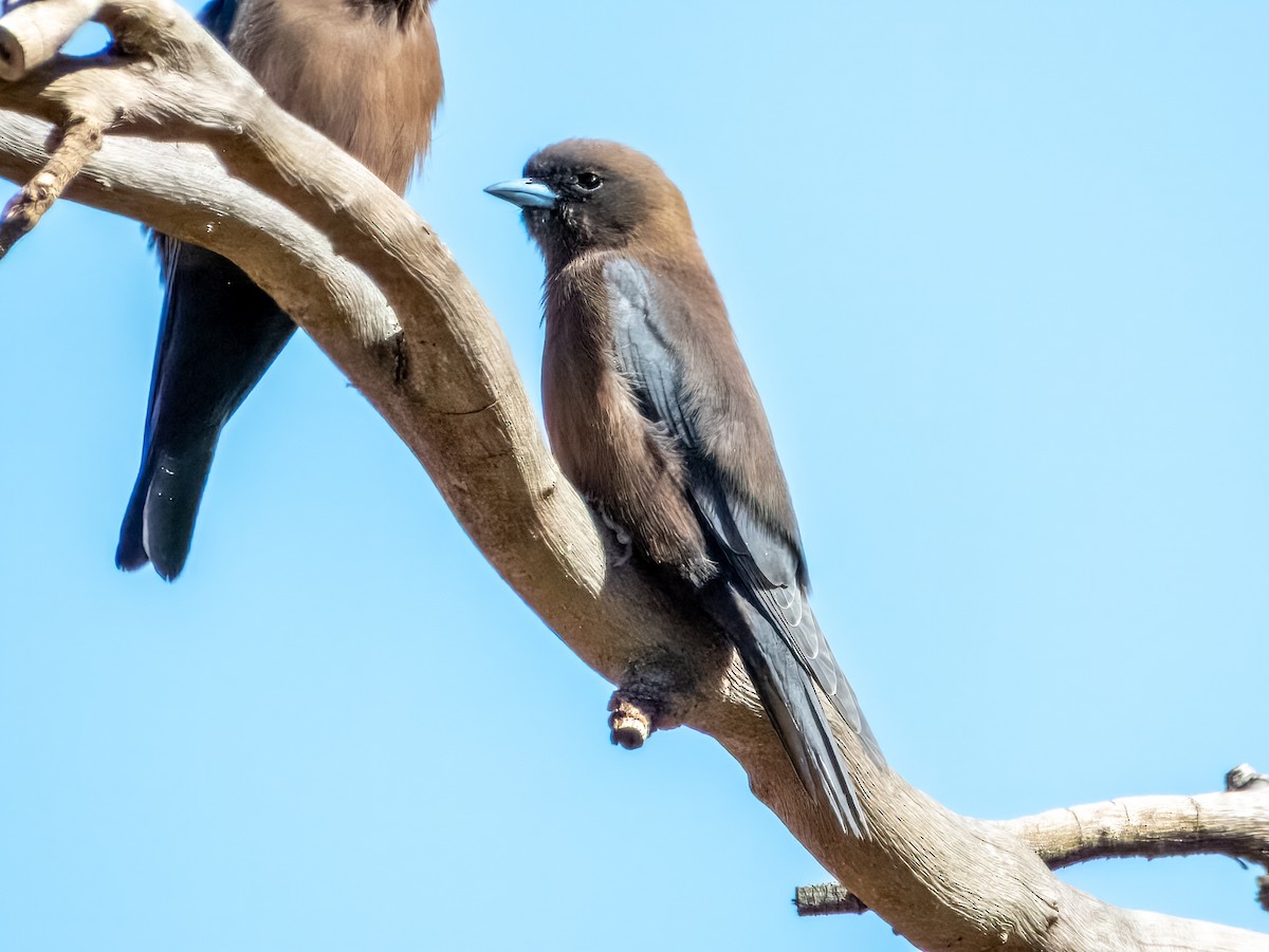 Little Woodswallow - ML622864612