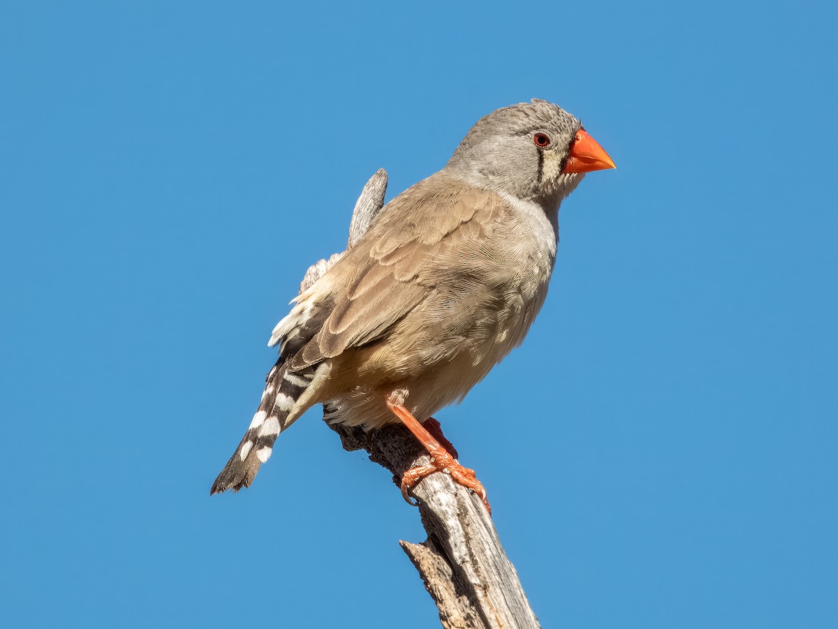 Zebra Finch - ML622864614