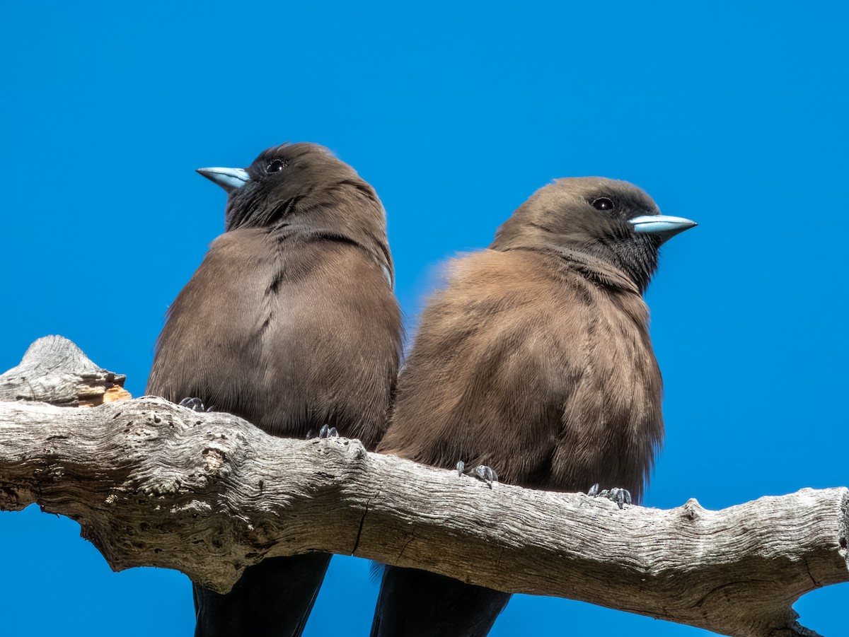 Little Woodswallow - ML622864615