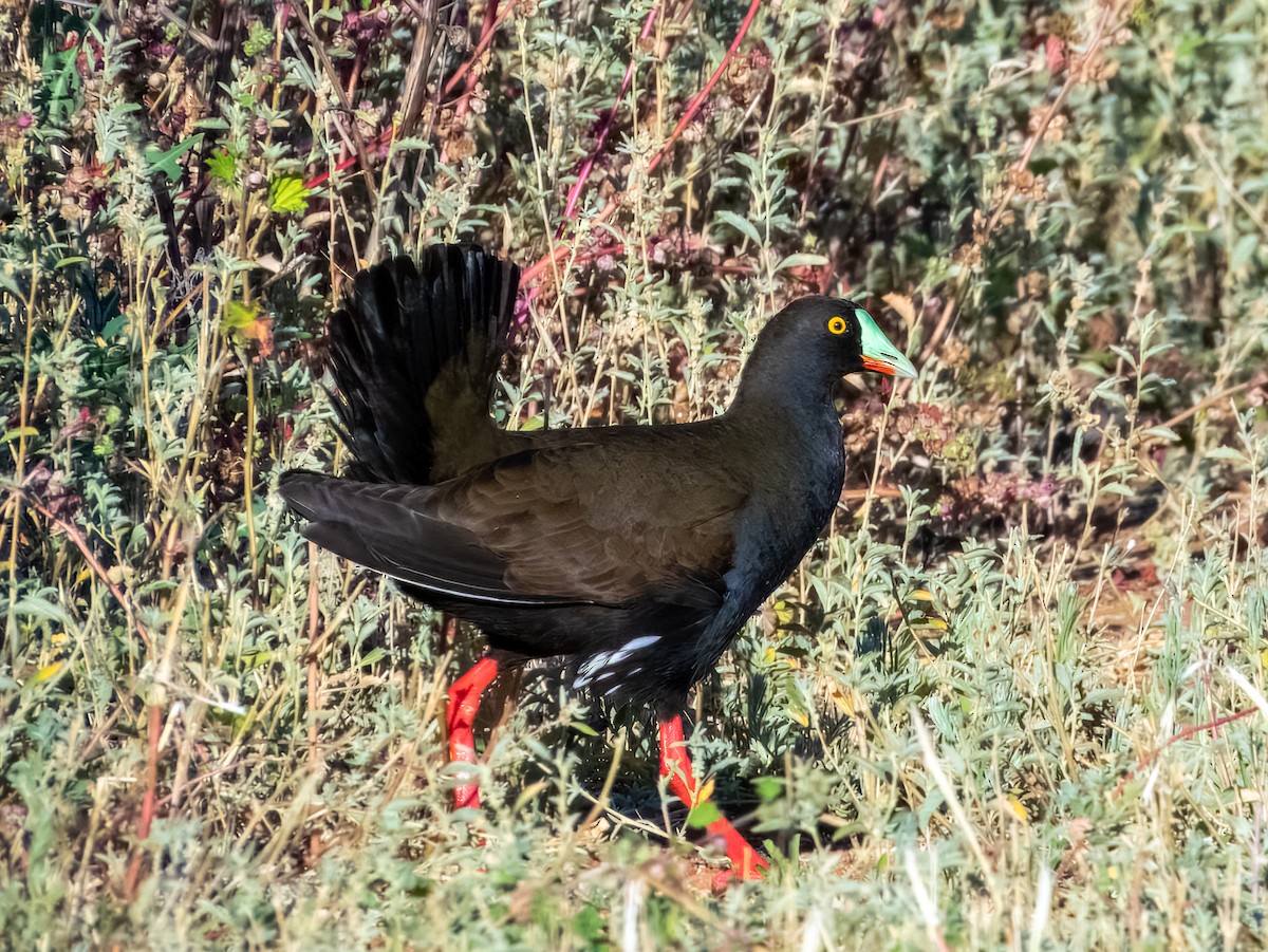 Black-tailed Nativehen - ML622864643