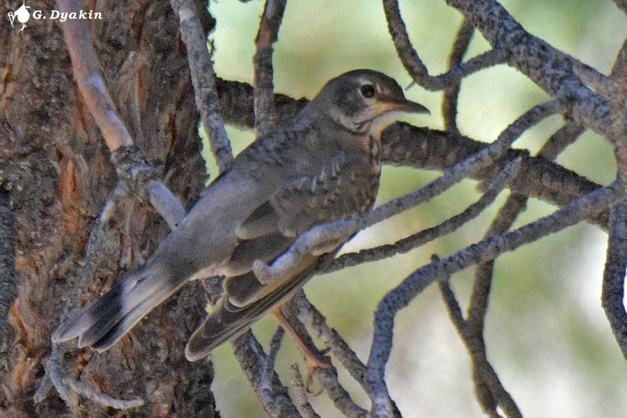 American Robin - ML622864644