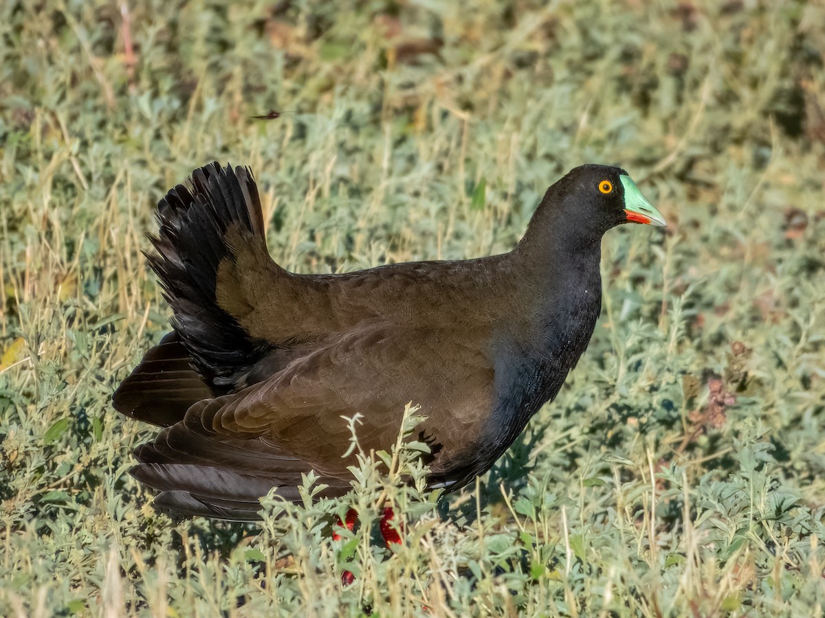 Black-tailed Nativehen - ML622864645