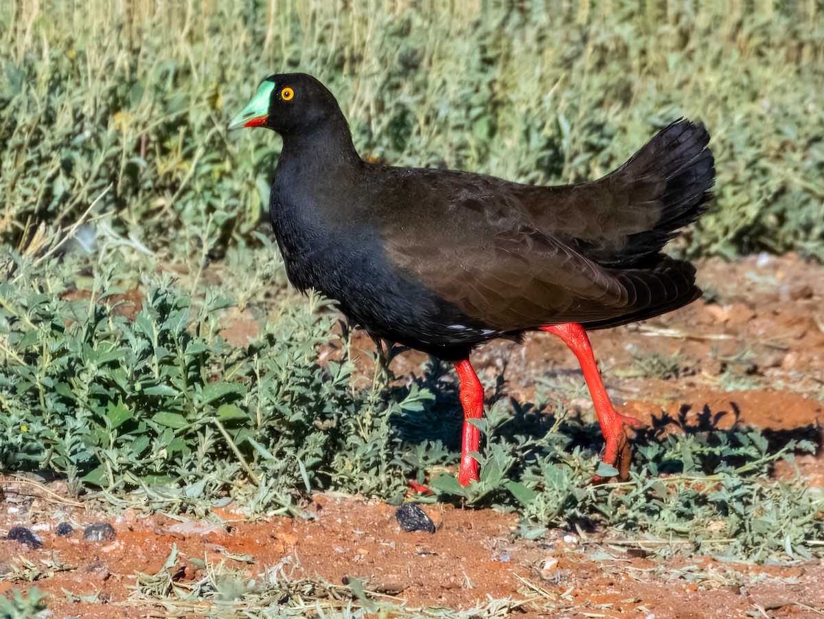Black-tailed Nativehen - ML622864646