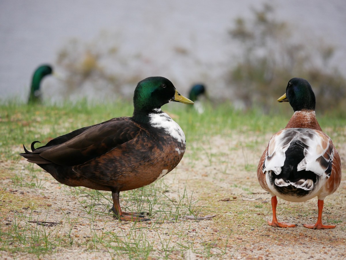 Mallard (Domestic type) - ML622864655