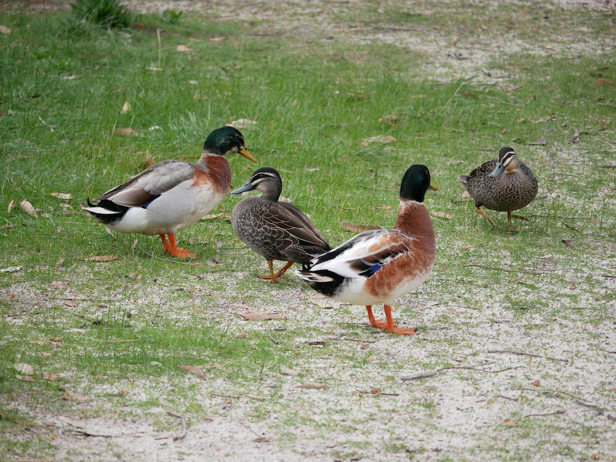 Mallard (Domestic type) - ML622864723