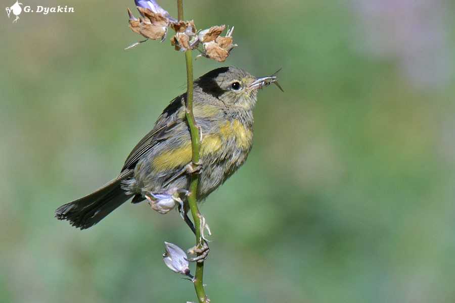 Orange-crowned Warbler - ML622864740