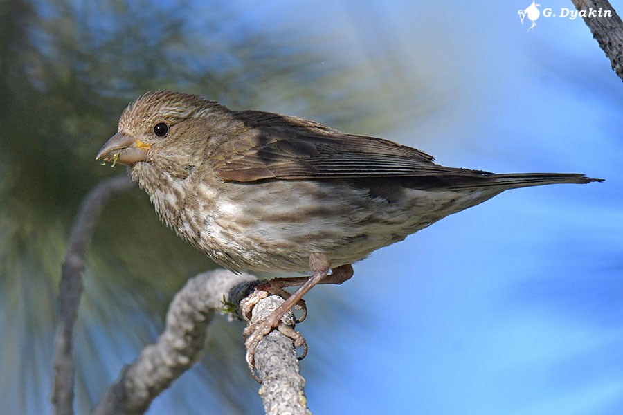 Purple Finch - ML622864770