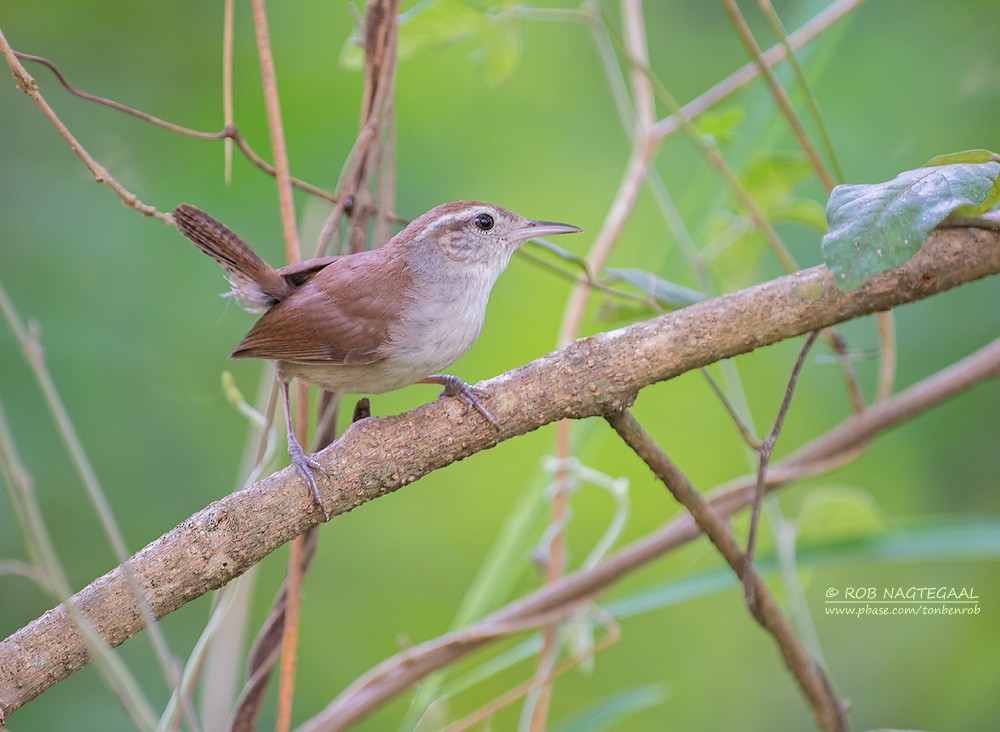 White-bellied Wren (Middle America) - ML622864782