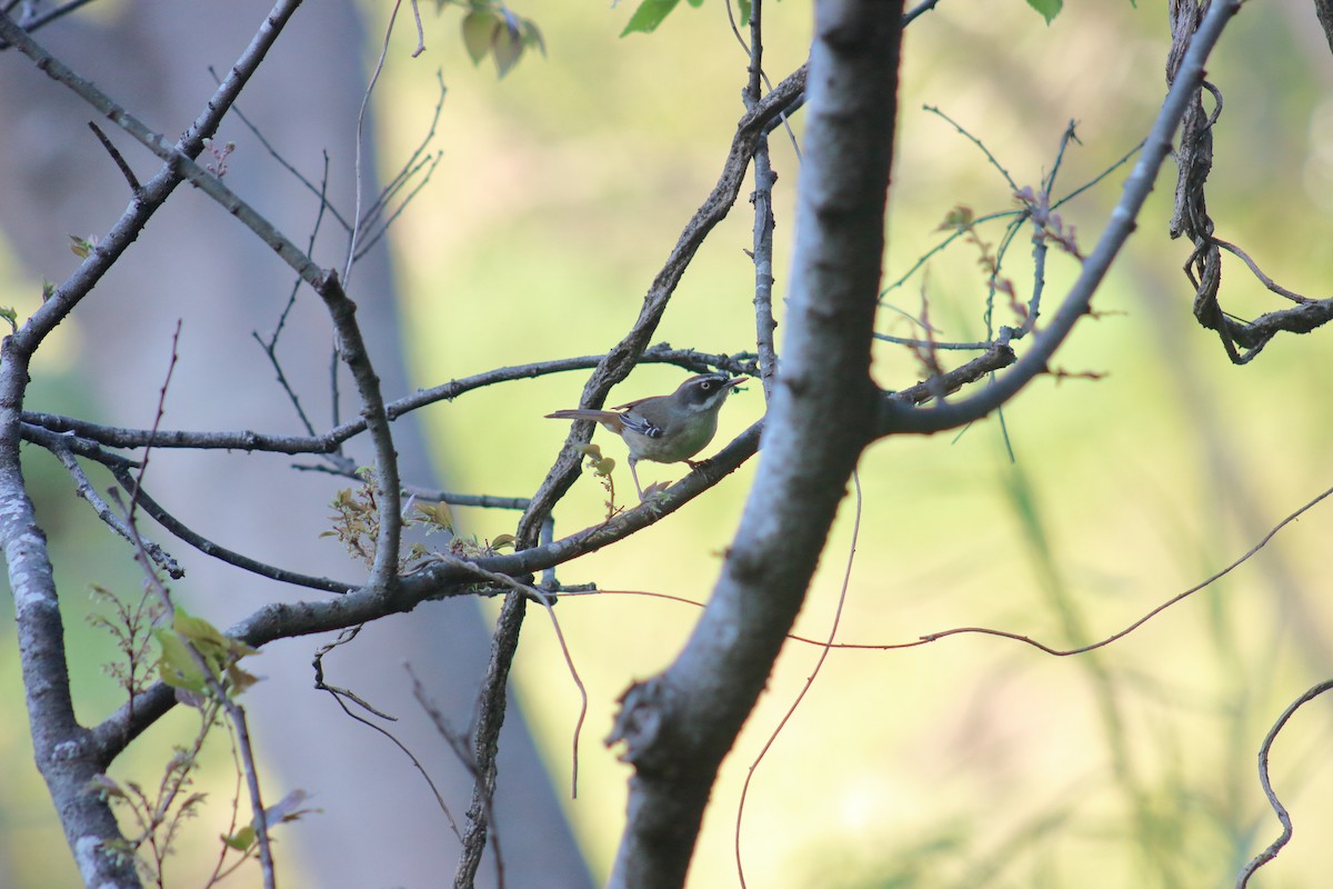 White-browed Scrubwren - Kaden Porter