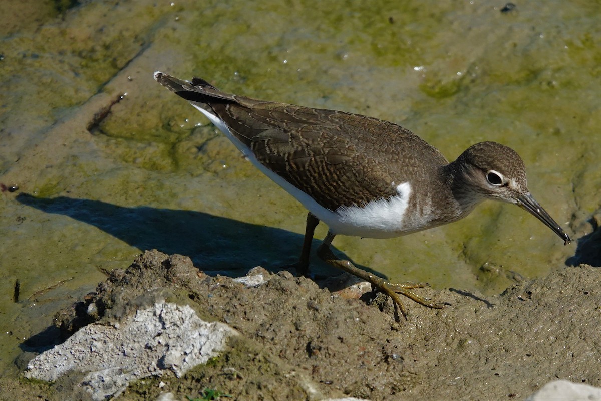 Common Sandpiper - Edurne Ugarte