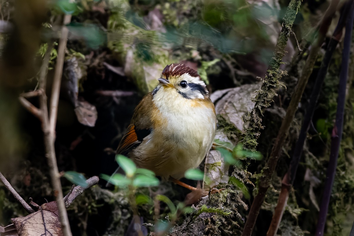 Rufous-winged Fulvetta - ML622864796