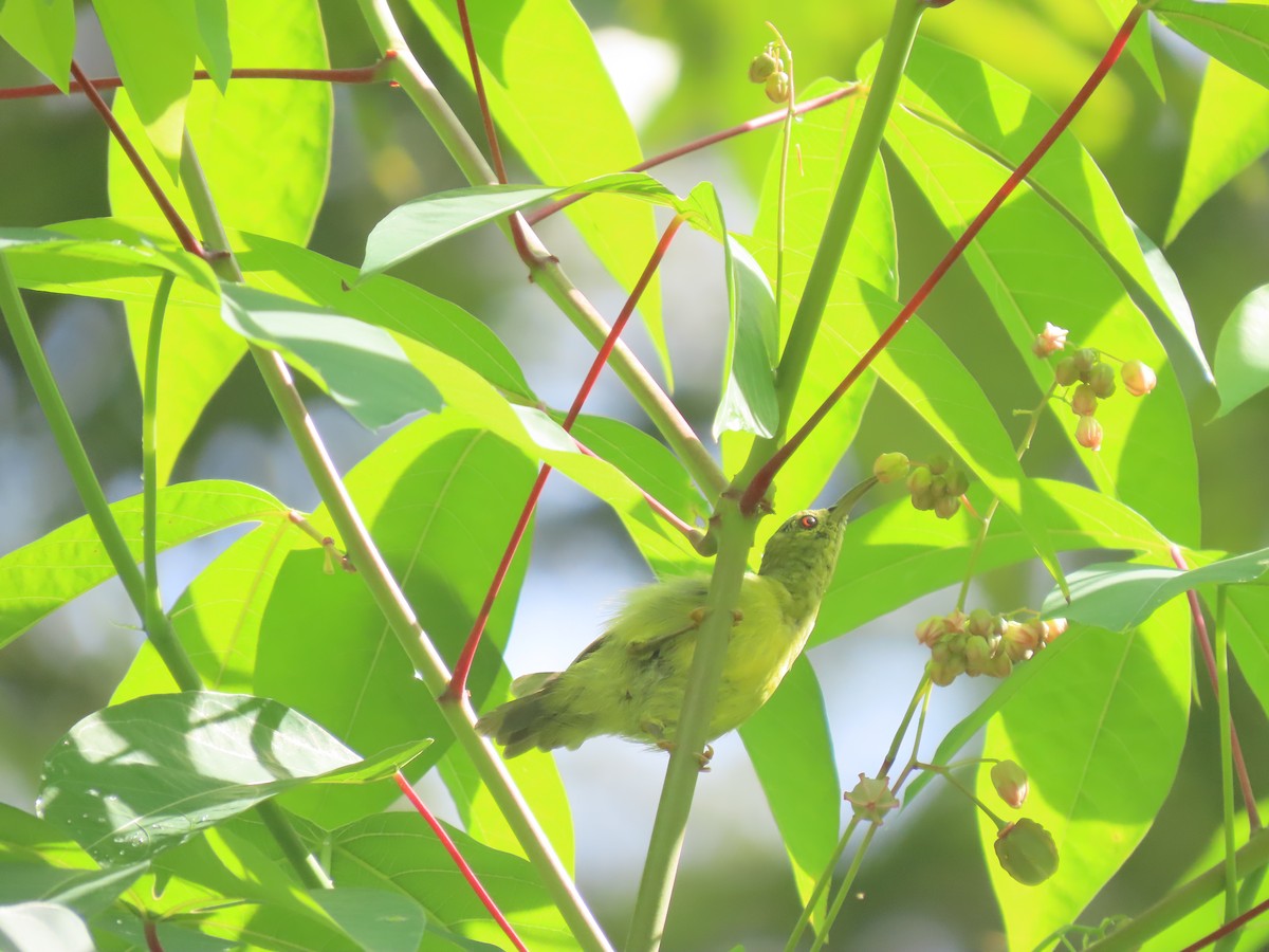 Spectacled Spiderhunter - ML622864801