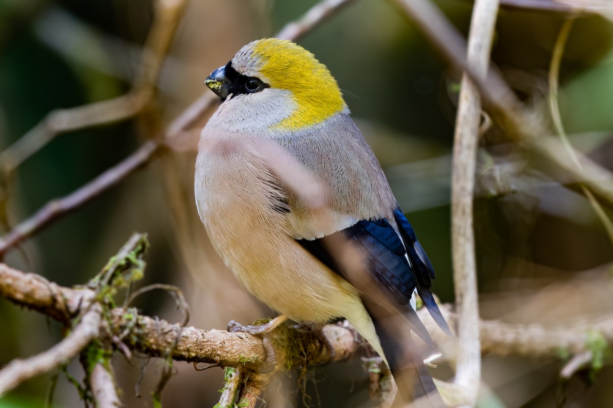 Red-headed Bullfinch - ML622864843