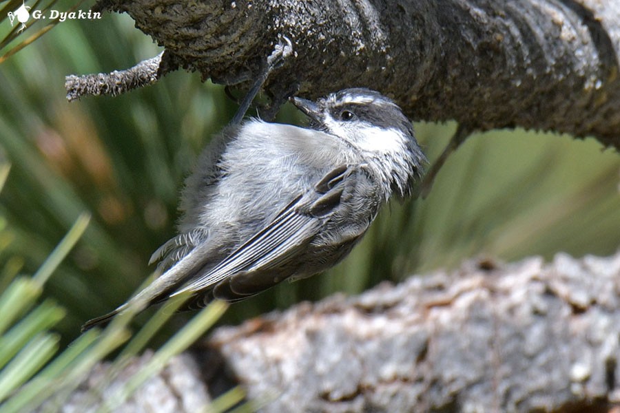 Mountain Chickadee - ML622864852