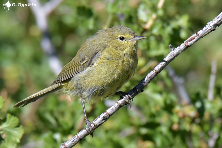 Orange-crowned Warbler - ML622864854