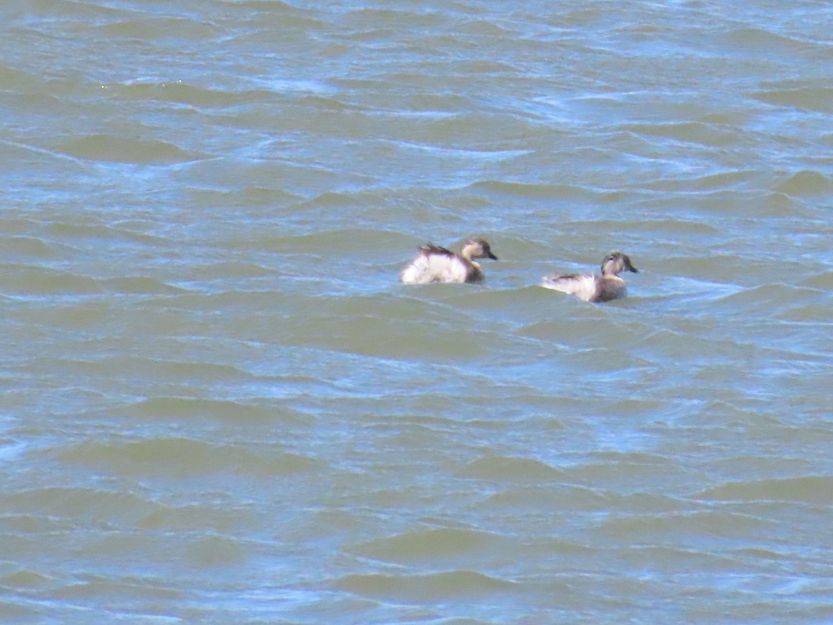 Hoary-headed Grebe - ML622864896