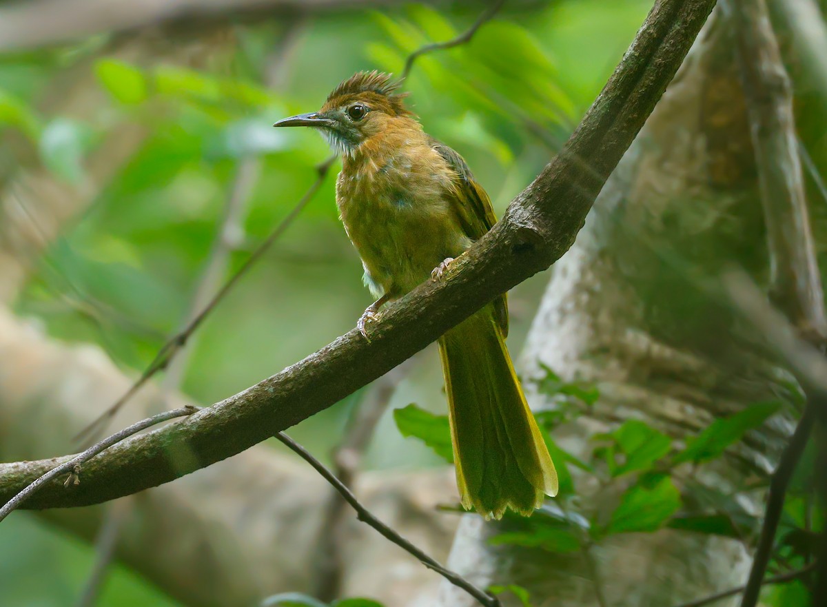 Mountain Bulbul - ML622864901